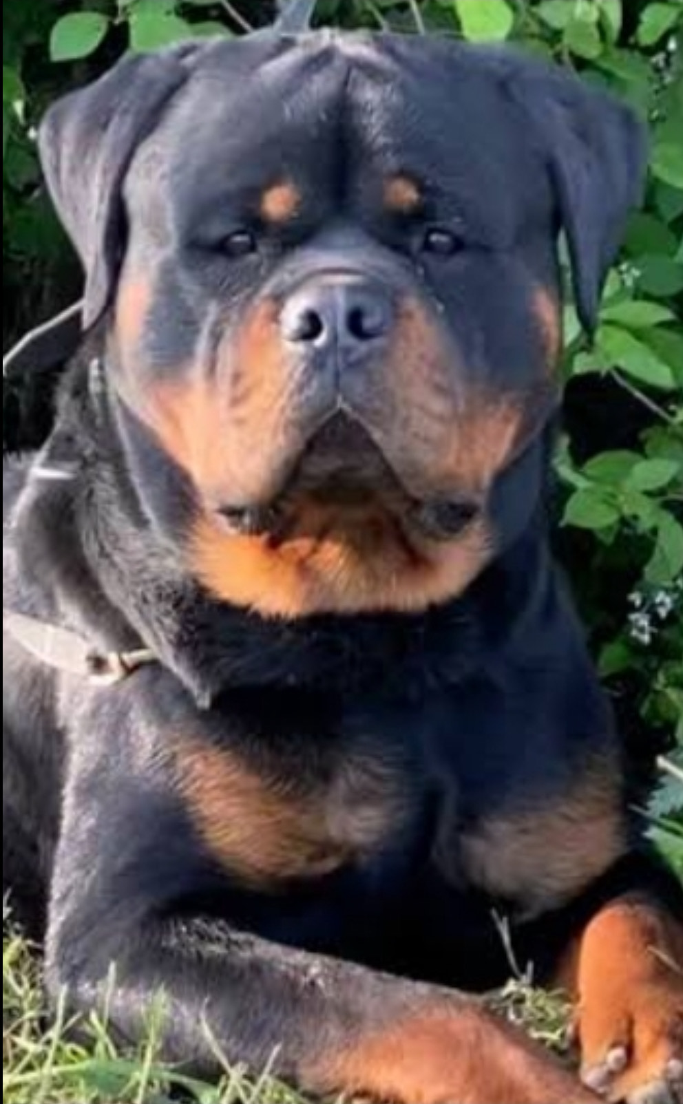 Von Konigin World Champion Rottweilers – Rottweilers Dog Breeder from ...